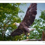 Eagle spreads his wings to take flight