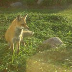 Fox in a field