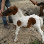 A male feeds two miniature horse